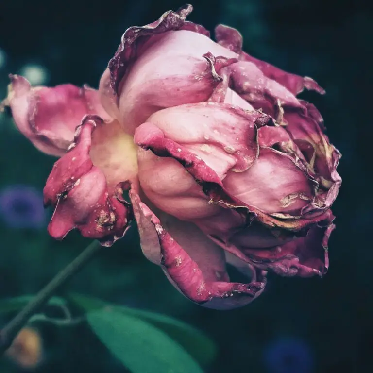 Verwelkte Rosenblüte mit Tautropfen