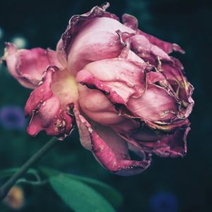 verwelkte Rosenblüte